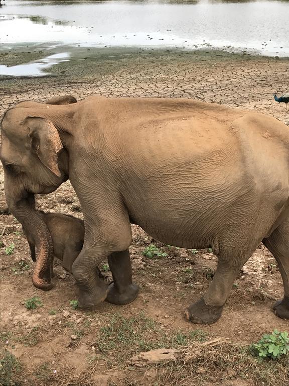 Dinesh Safari Homestay Udawalawe Dış mekan fotoğraf