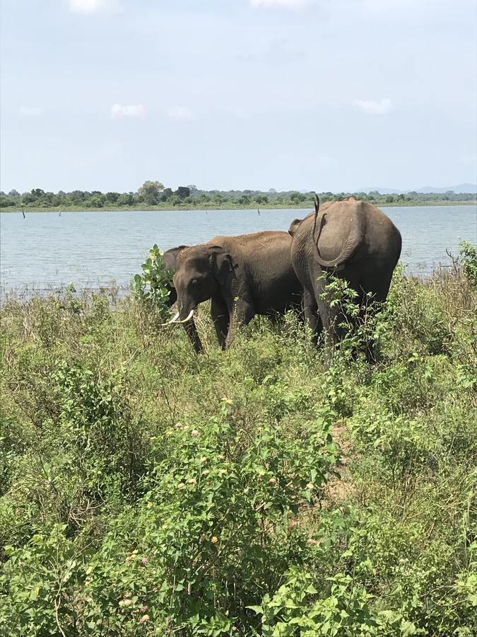Dinesh Safari Homestay Udawalawe Dış mekan fotoğraf